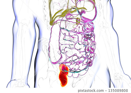 Rectum, 3D illustration Rectum, 3D illustration 135089808