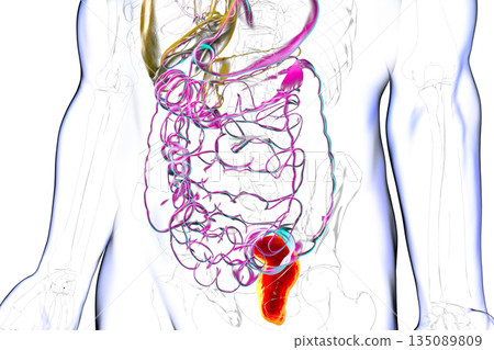 Rectum, 3D illustration Rectum, 3D illustration 135089809