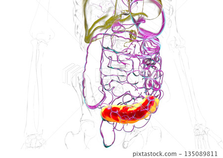 Human digestive system with highlighted sigmoid colon, 3D illustration Human digestive system with highlighted sigmoid colon, 3D illustration 135089811
