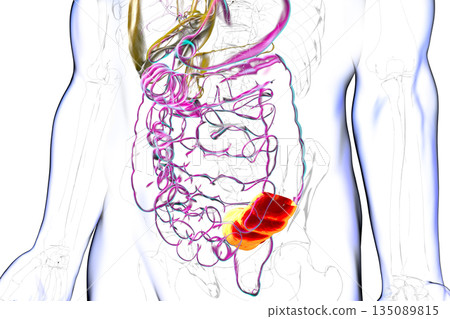 Human digestive system with highlighted sigmoid colon, 3D illustration 135089815