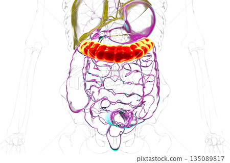 Transverse colon, 3D illustration 135089817