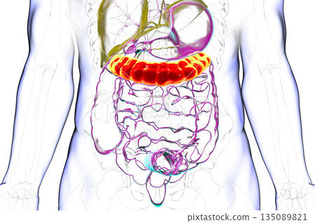Transverse colon, 3D illustration 135089821