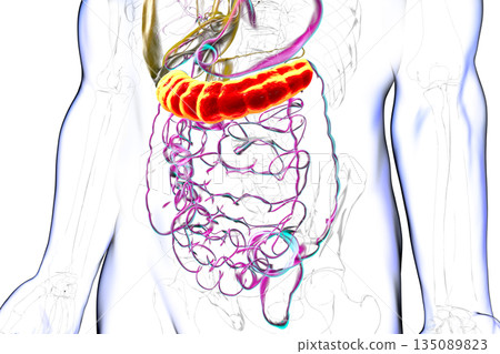 Transverse colon, 3D illustration 135089823