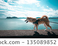 Shiba Inu walking on the beach 135089852