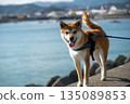 Shiba Inu walking along the beach 135089853