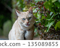 Cream brown tabby cat 135089855