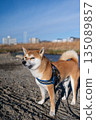 Shiba Inu 135089857
