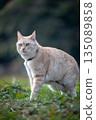 Cream brown tabby cat 135089858