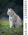 Cream brown tabby cat 135089859