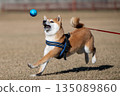Shiba Inu catching up to the ball 135089860