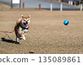 Shiba Inu behind the ball 135089861