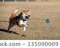 Shiba Inu behind the ball 135090009