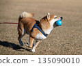 Shiba Inu catching up to the ball 135090010