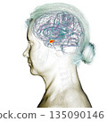 Brain arteries, 3D illustration 135090146