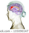 Anterior cingulate cortex, 3D illustration 135090147