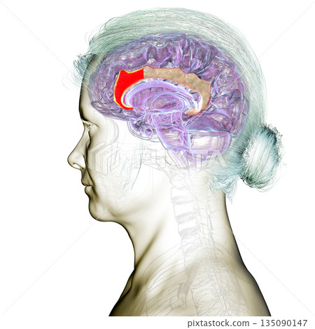 Anterior cingulate cortex, 3D illustration Anterior cingulate cortex, 3D illustration 135090147
