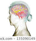 Arterial blood supply of the brain, 3D illustration 135090149
