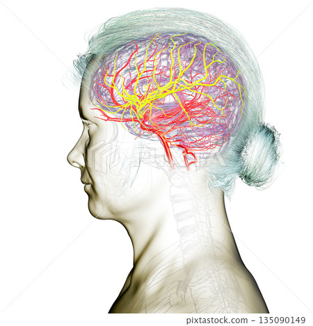 Arterial blood supply of the brain, 3D illustration Arterial blood supply of the brain, 3D illustration 135090149