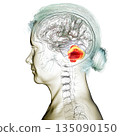 Human brain with highlighted cerebellum, 3D illustration 135090150