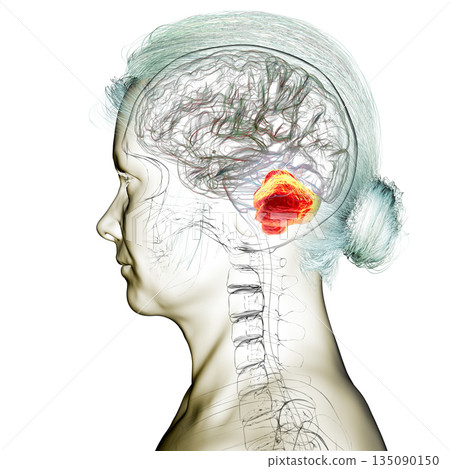 Human brain with highlighted cerebellum, 3D illustration Human brain with highlighted cerebellum, 3D illustration 135090150