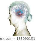 Cerebral aqueduct and ventricles, 3D illustration 135090151