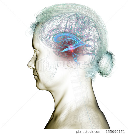 Cerebral aqueduct and ventricles, 3D illustration Cerebral aqueduct and ventricles, 3D illustration 135090151