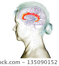 Human brain highlighting the cingulate gyrus, 3D illustration 135090152
