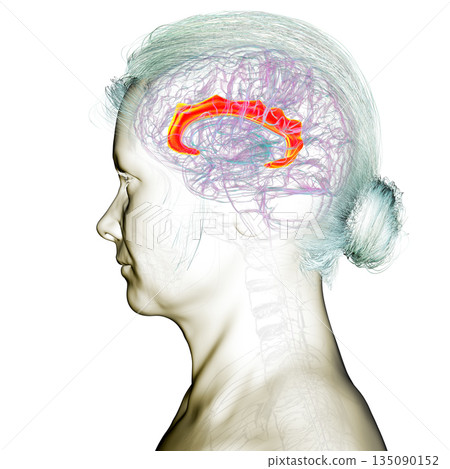 Human brain highlighting the cingulate gyrus, 3D illustration Human brain highlighting the cingulate gyrus, 3D illustration 135090152