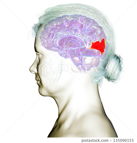 Human brain with highlighted cuneus gyrus, 3D illustration. A visual processing area in the occipital lobe involved in attention, vision, and spatial orientation. 135090153