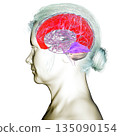 Human brain with highlighted falx cerebri and tentorium cerebelli, major dural folds separating brain hemispheres and cerebellum for structural support and protection, 3D illustration. 135090154