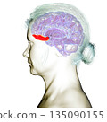 Gyrus rectus of human brain, 3D illustration 135090155