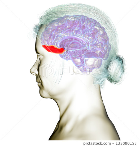Gyrus rectus of human brain, 3D illustration Gyrus rectus of human brain, 3D illustration 135090155
