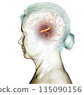 Human brain with highlighted hippocampus, a key structure involved in memory, learning, and emotional regulation, 3D illustration 135090156