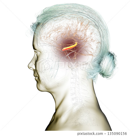 Human brain with highlighted hippocampus, a key structure involved in memory, learning, and emotional regulation, 3D illustration Human brain with highlighted hippocampus, a key structure involved in memory, learning, and emotional regulation, 3D illustration 135090156