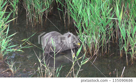 Nutria sitting in shallow water with pigeons near a feeder on Sudzhuk Spit at the Black Sea, showing coastal wildlife, animal interaction and natural seaside environment Nutria sitting in shallow water with pigeons near a feeder on Sudzhuk Spit at the Black Sea, showing coastal wildlife, animal interaction and natural seaside environment 135090686