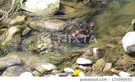 Red-eared slider turtle swimming in a freshwater lake, represent Red-eared slider turtle swimming in a freshwater lake, represent 135090693