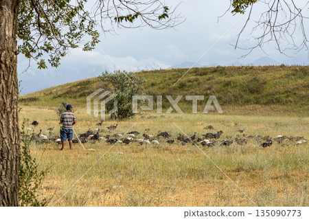 Man herding flock of domestic turkeys in a rural field with mountains Man herding flock of domestic turkeys in a rural field with mountains 135090773