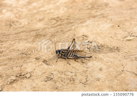 Cricket insect on dry cracked ground in natural environment 135090776
