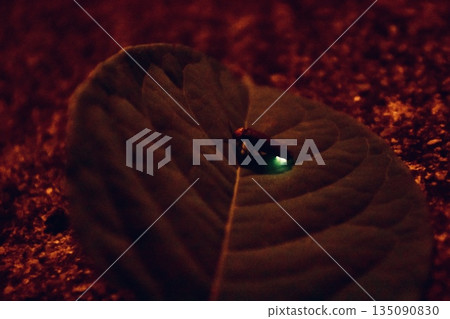 Fireflies glowing on the leaves of the riverbank 135090830