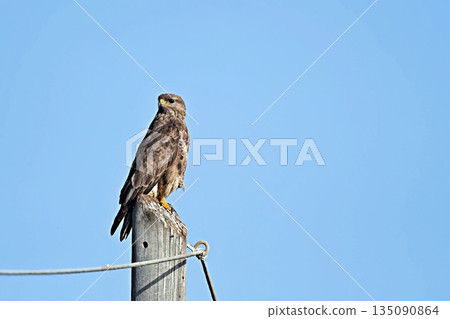 A Common Buzzard - Buteo buteo on Crete, Greece 135090864