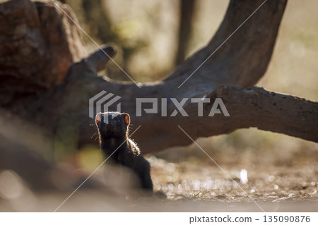 Slender mongoose in Greater Kruger National park, South Africa 135090876
