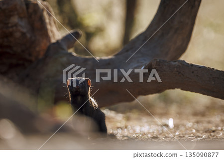 Slender mongoose in Greater Kruger National park, South Africa 135090877