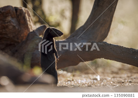 Slender mongoose in Greater Kruger National park, South Africa 135090881