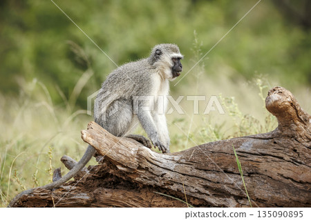 Vervet monkey in Greater Kruger National park, South Africa Vervet monkey in Greater Kruger National park, South Africa 135090895