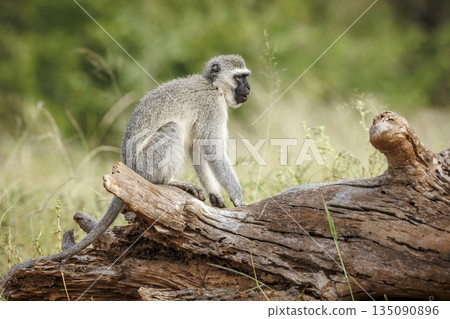 Vervet monkey in Greater Kruger National park, South Africa Vervet monkey in Greater Kruger National park, South Africa 135090896