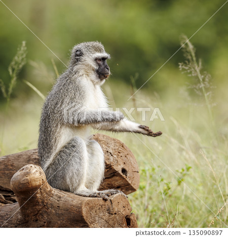 Vervet monkey in Greater Kruger National park, South Africa 135090897