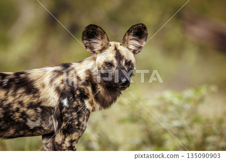African wild dog in Greater Kruger National park, South Africa 135090903