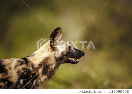 African wild dog in Greater Kruger National park, South Africa African wild dog in Greater Kruger National park, South Africa 135090908