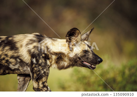 African wild dog in Greater Kruger National park, South Africa 135090910