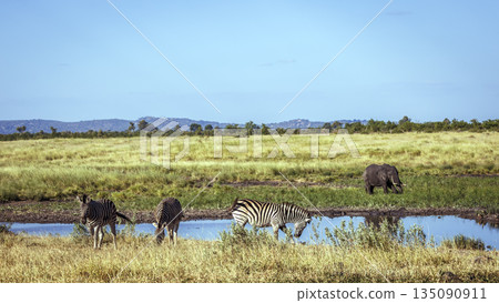 Plains zebra and african bush elephant in Kruger National park, South Africa 135090911